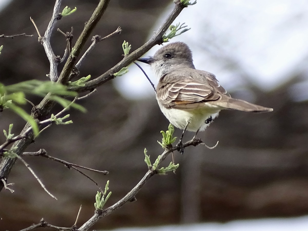 Brown-crested Flycatcher - ML155248571