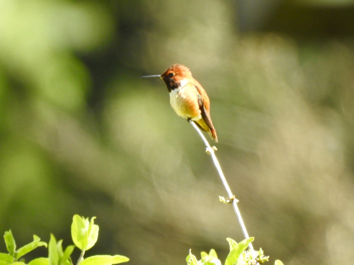 Colibrí Rufo - ML155252381