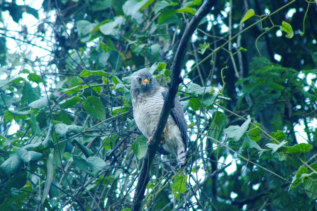 Roadside Hawk - ML155255251