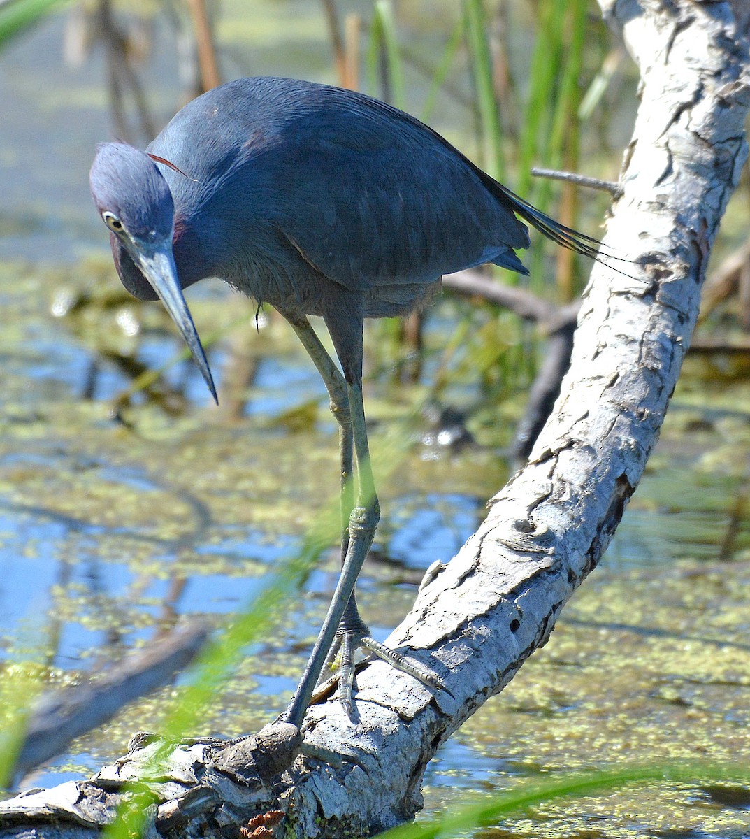 Little Blue Heron - ML155257041