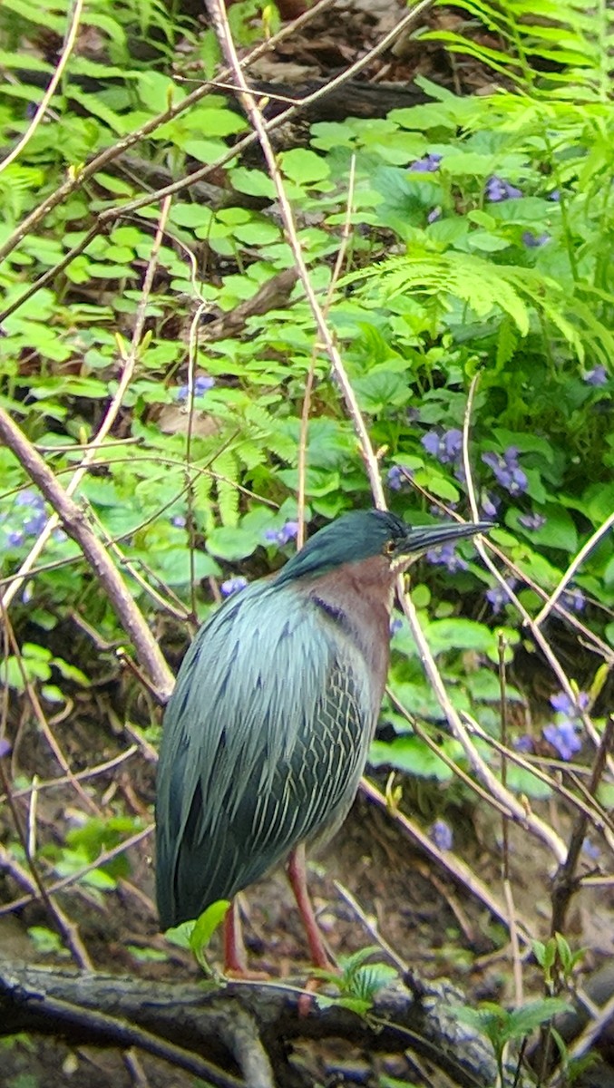 Green Heron - ML155257901