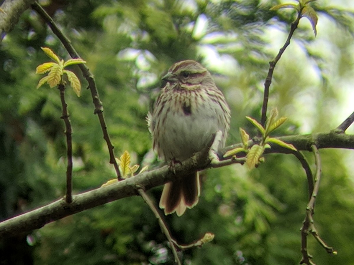 Song Sparrow - ML155258491