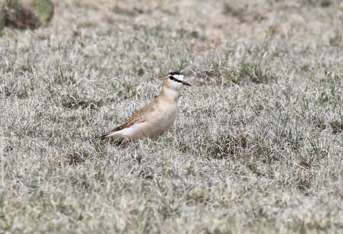Mountain Plover - ML155259561