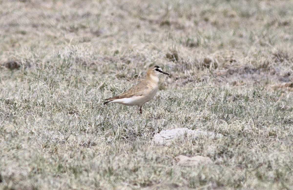 Mountain Plover - ML155260061