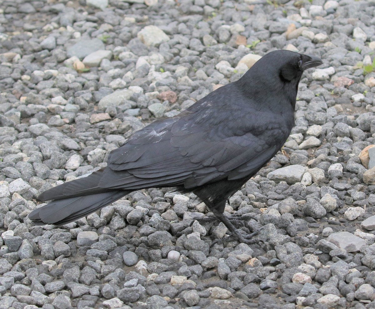 American Crow - ML155261381