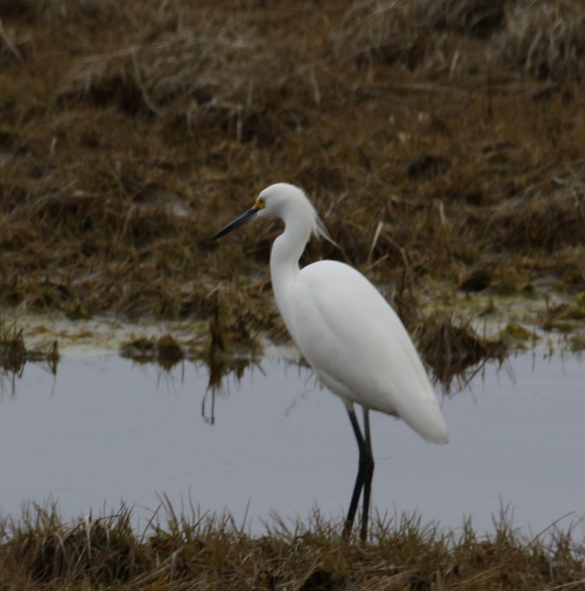 Snowy Egret - ML155261441