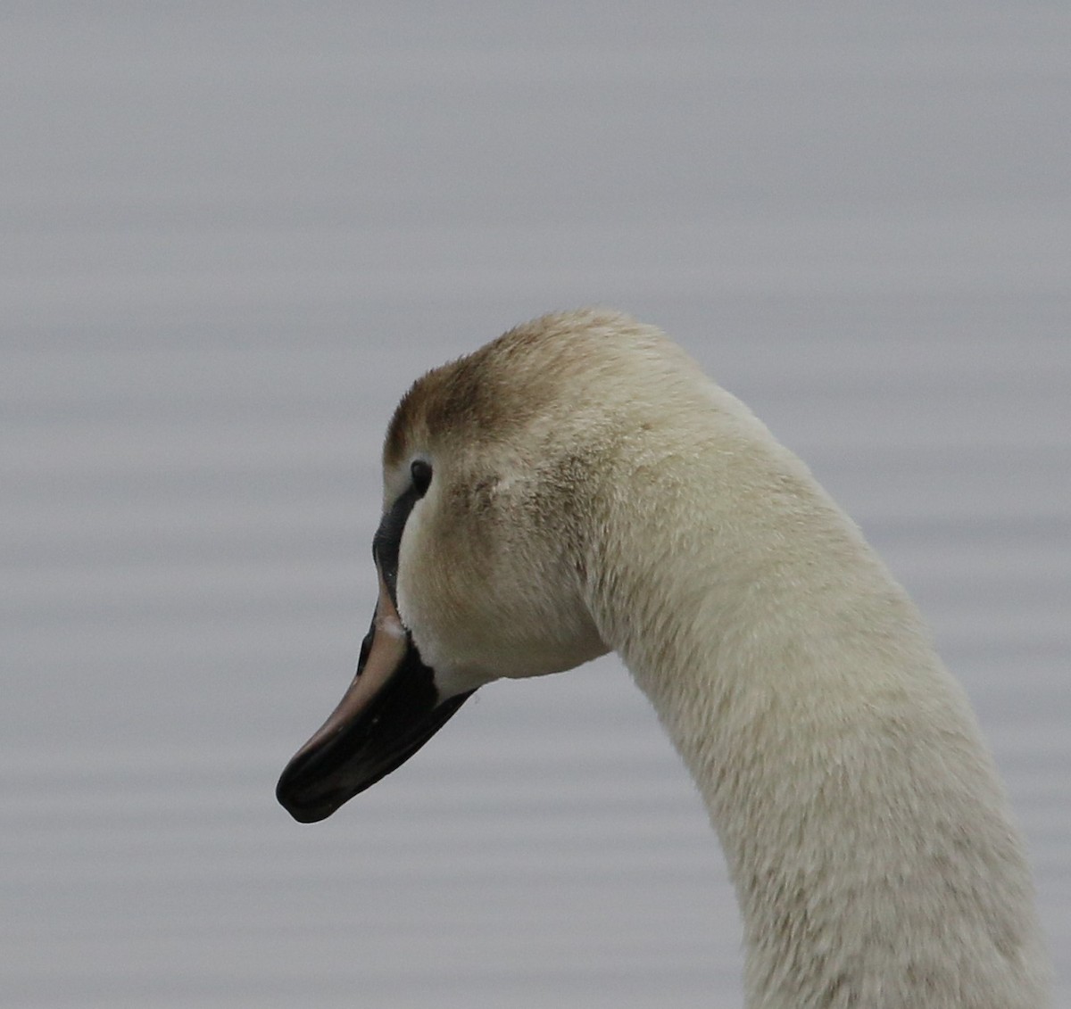 Mute Swan - ML155261891