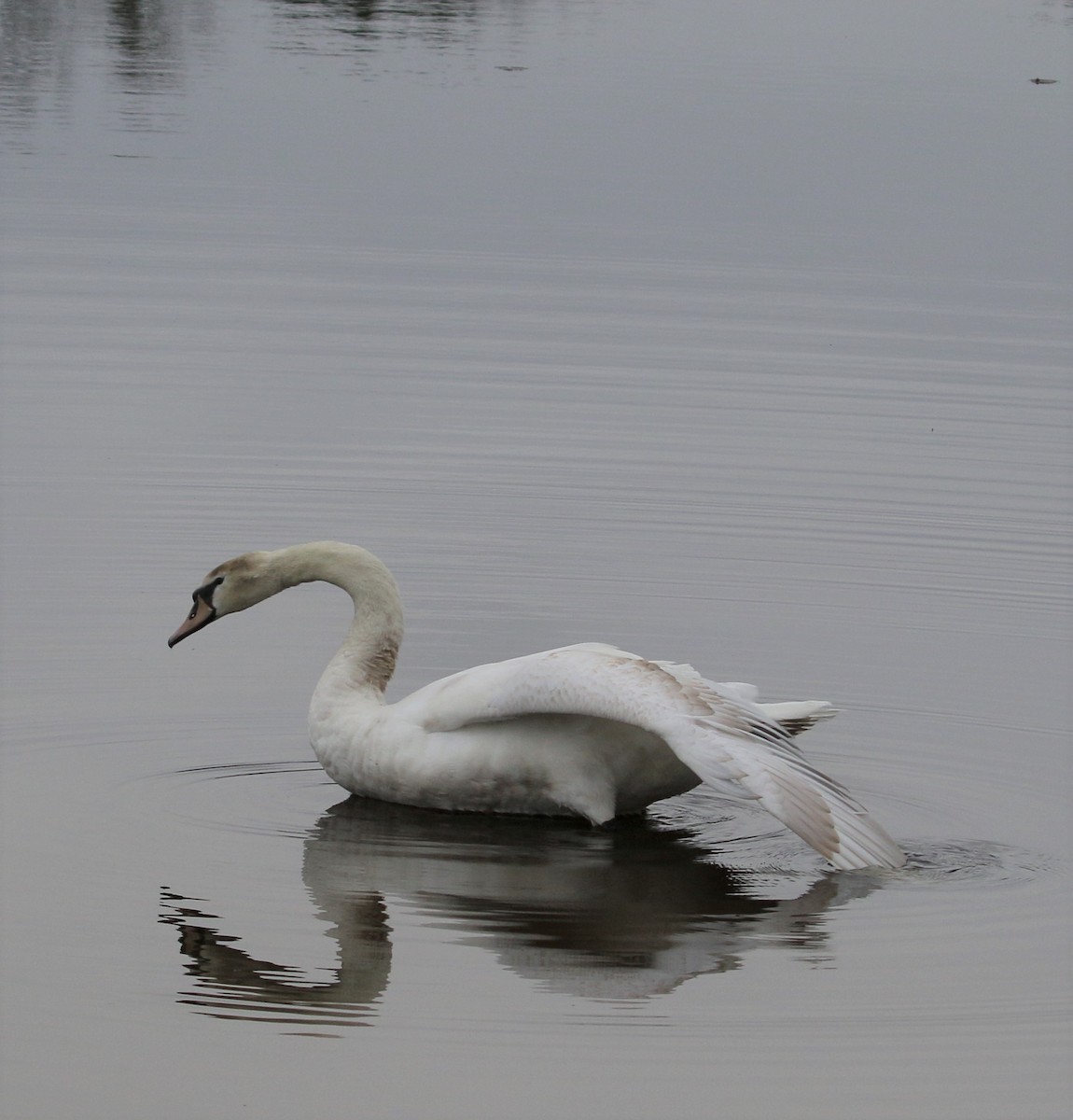 Mute Swan - ML155261931