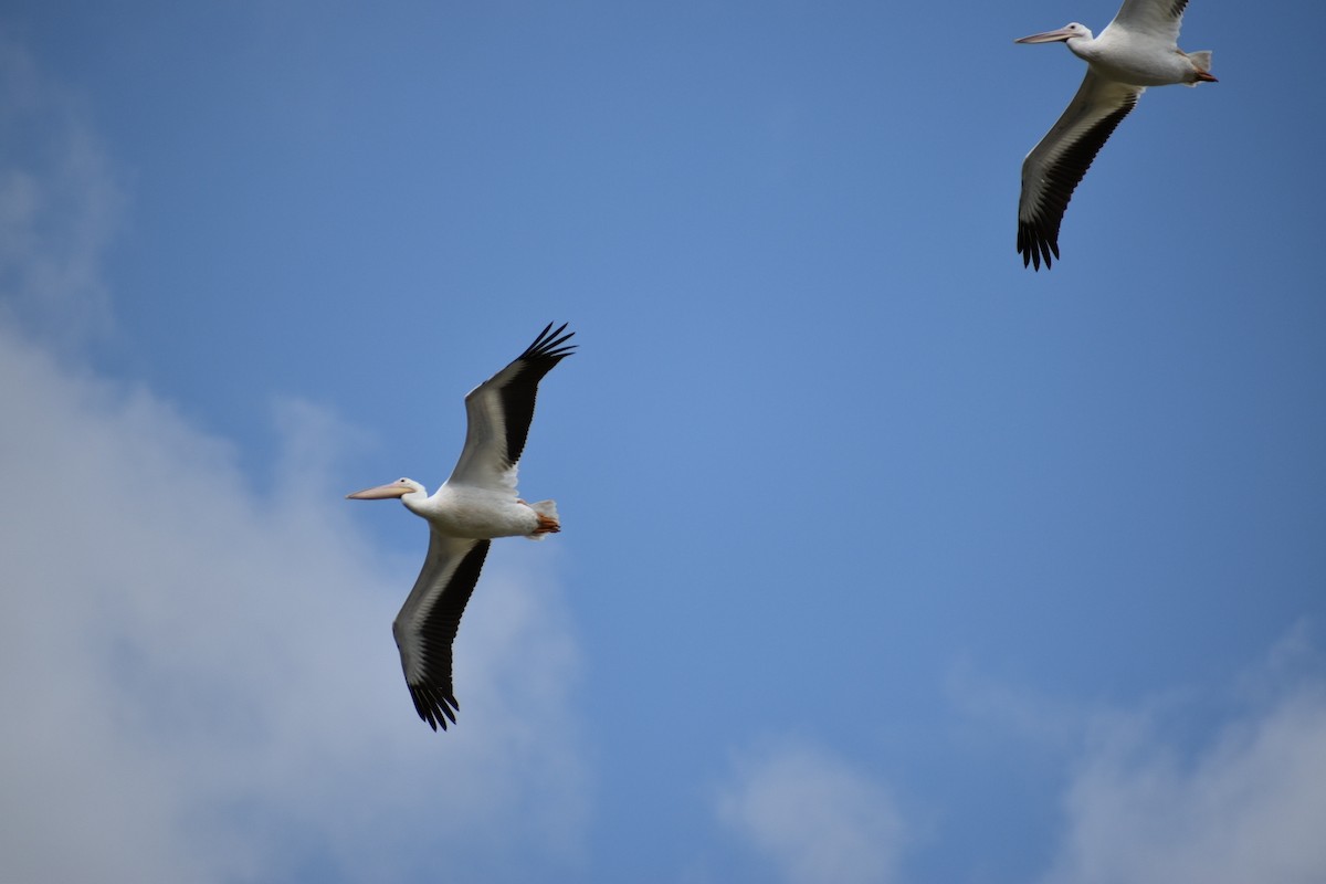 American White Pelican - Jenny Vogt