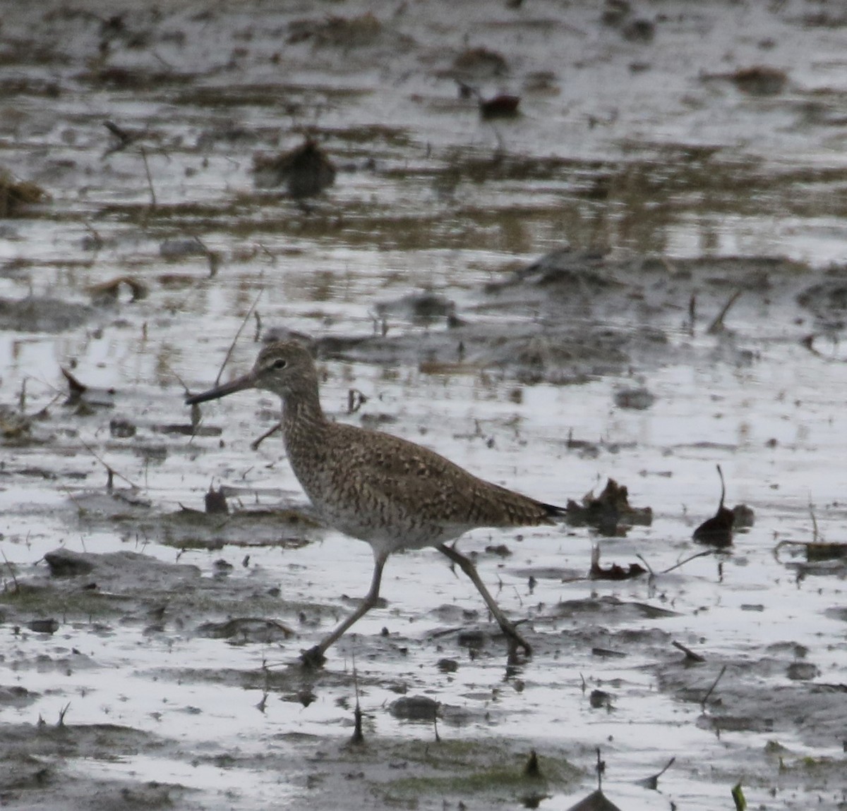 Willet - ML155265971