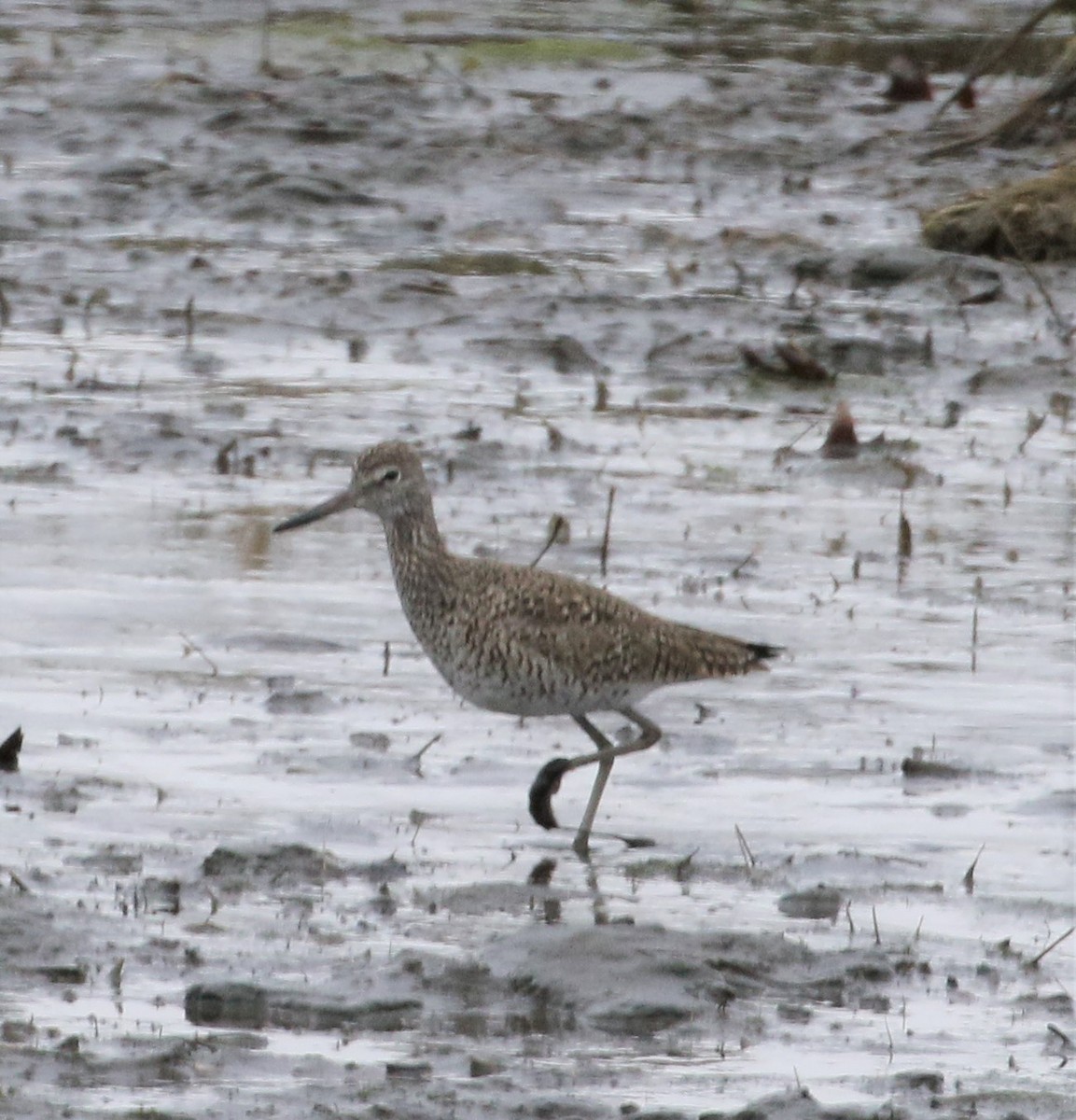 Willet - ML155265981