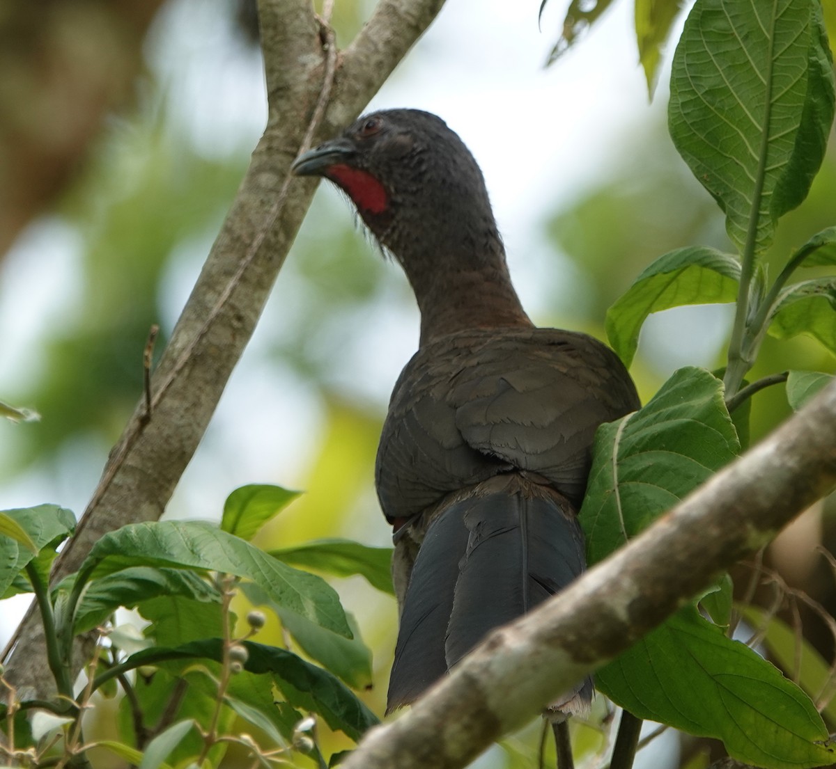 Gray-headed Chachalaca - ML155266081