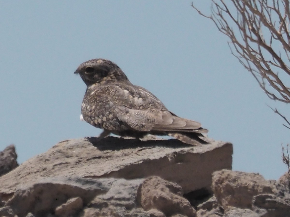 Lesser Nighthawk - ML155266301