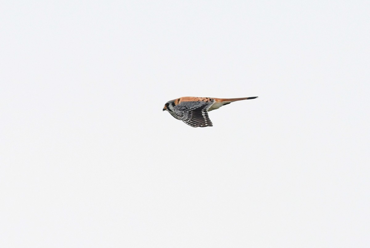 American Kestrel - ML155266751