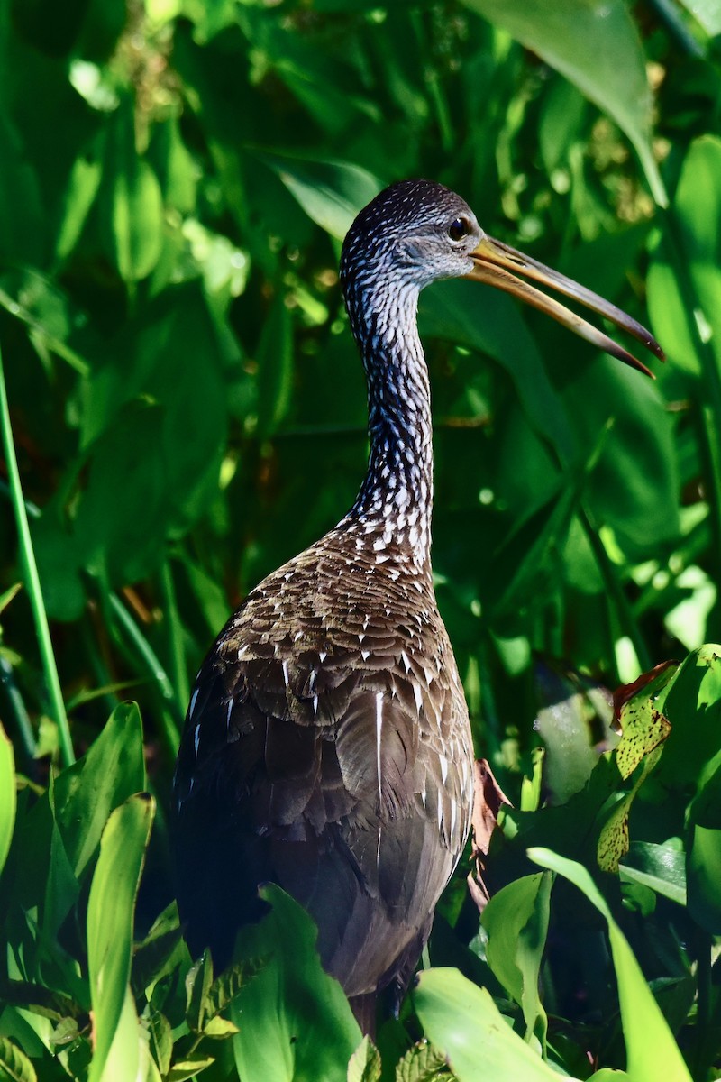 Limpkin - ML155268511