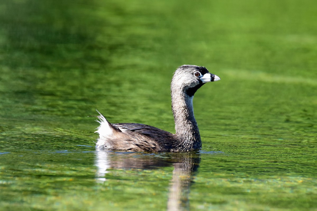 Pied-billed Grebe - ML155269741