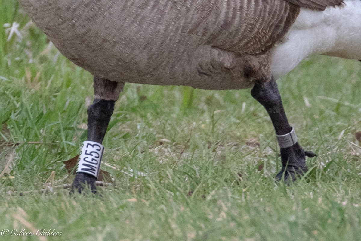 Canada Goose - Colleen Childers