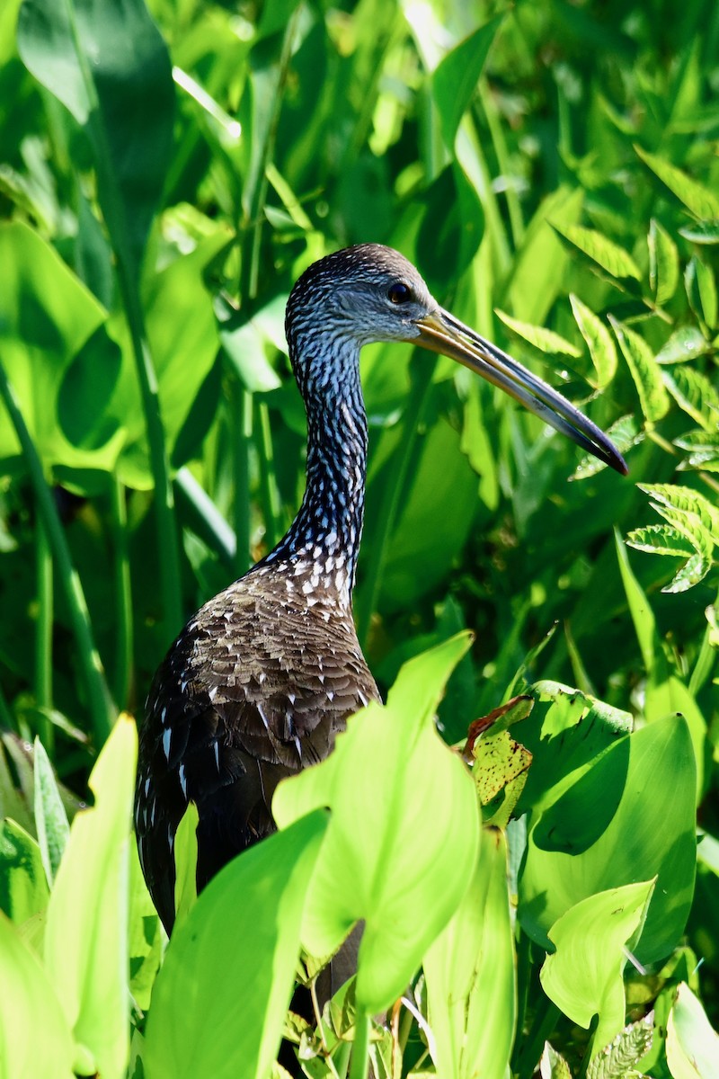 Limpkin - ML155270451
