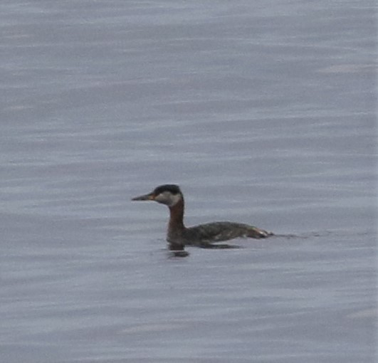 Red-necked Grebe - ML155271271
