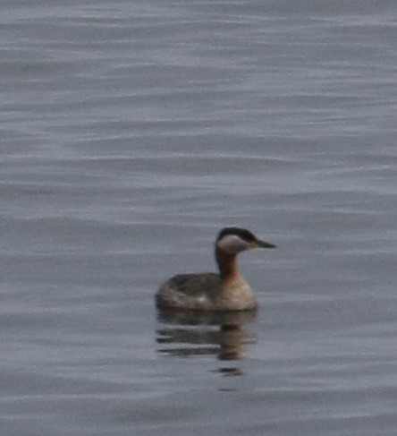 Red-necked Grebe - ML155271281