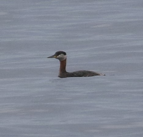 Red-necked Grebe - Bob  Crowley