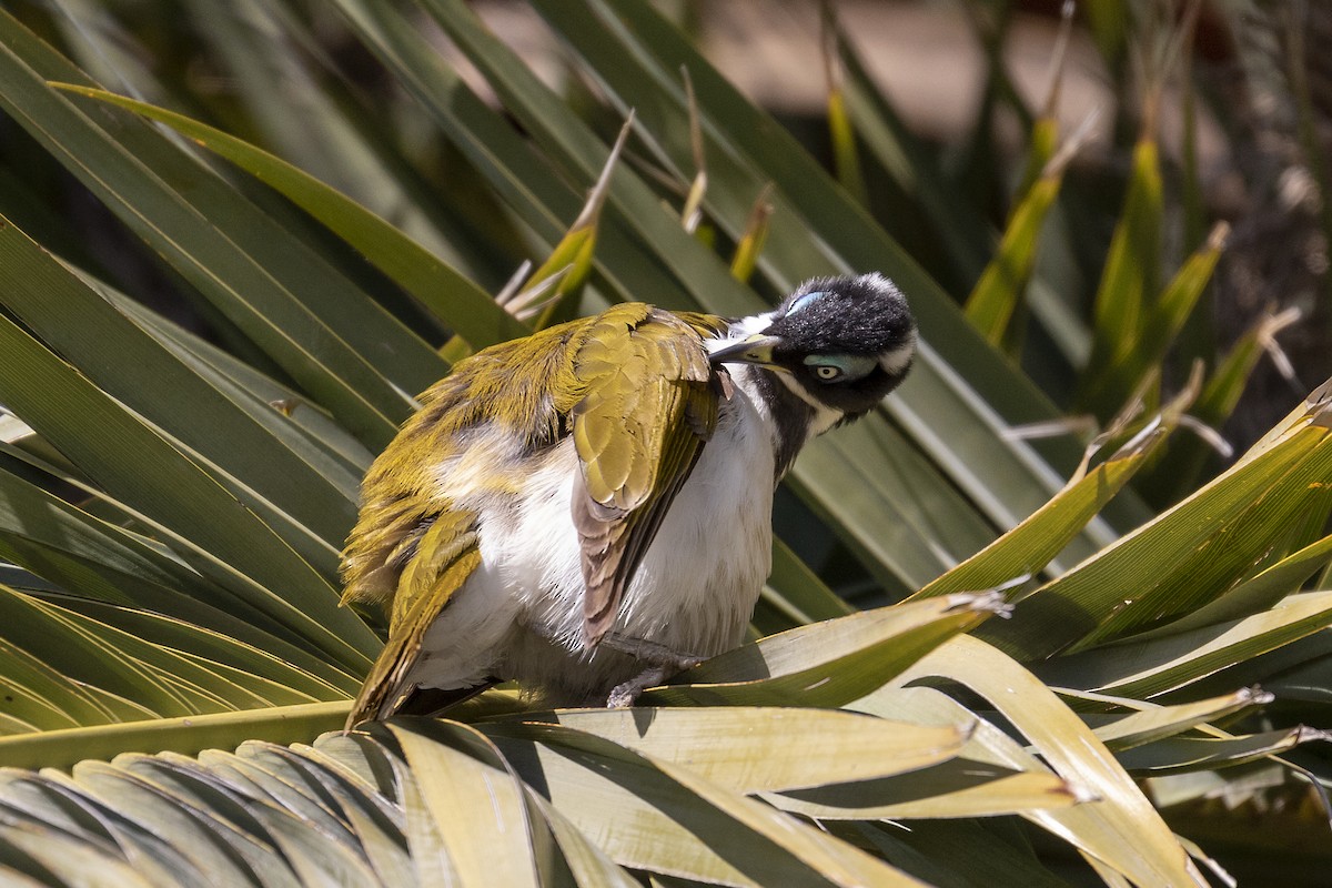 Blue-faced Honeyeater - ML155271311