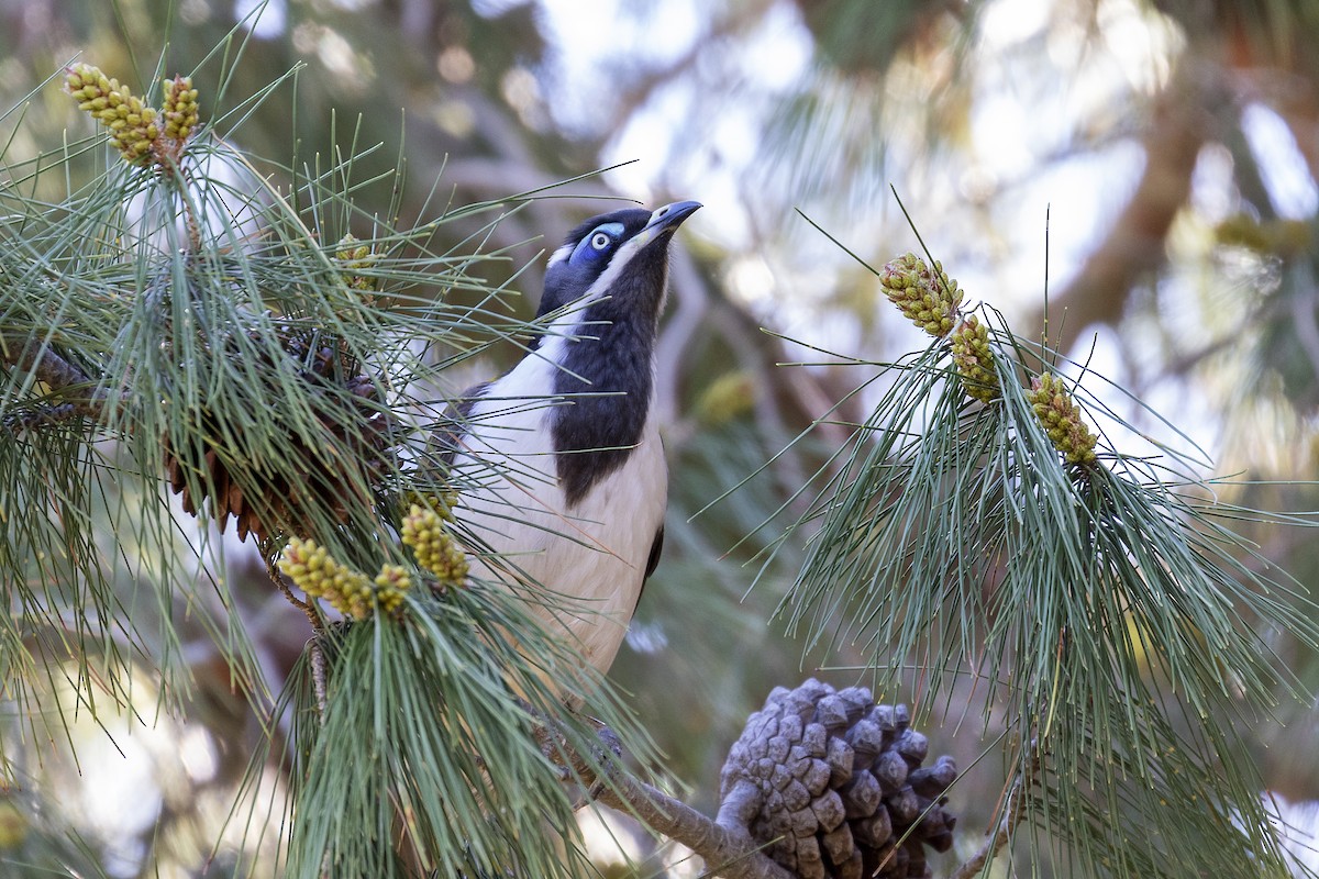 Blue-faced Honeyeater - ML155271361