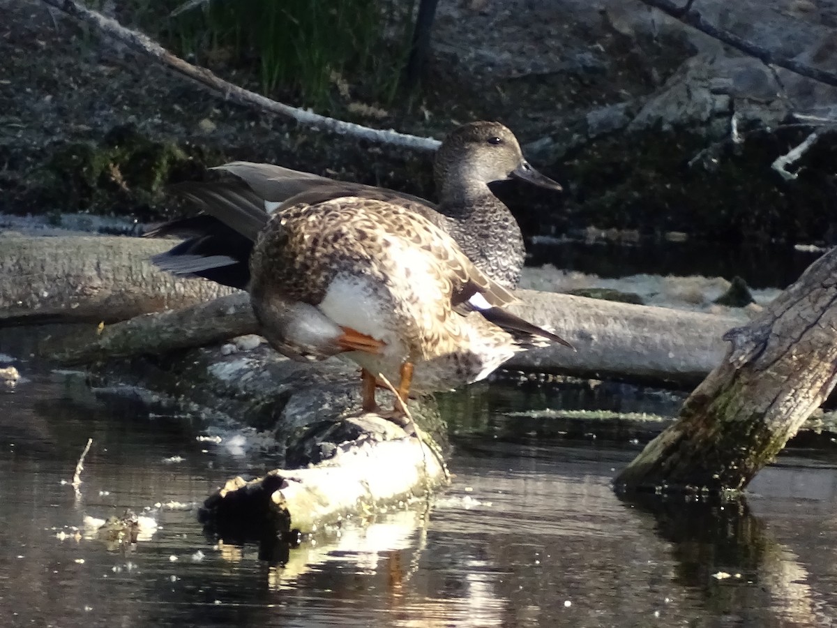 Gadwall - ML155271961