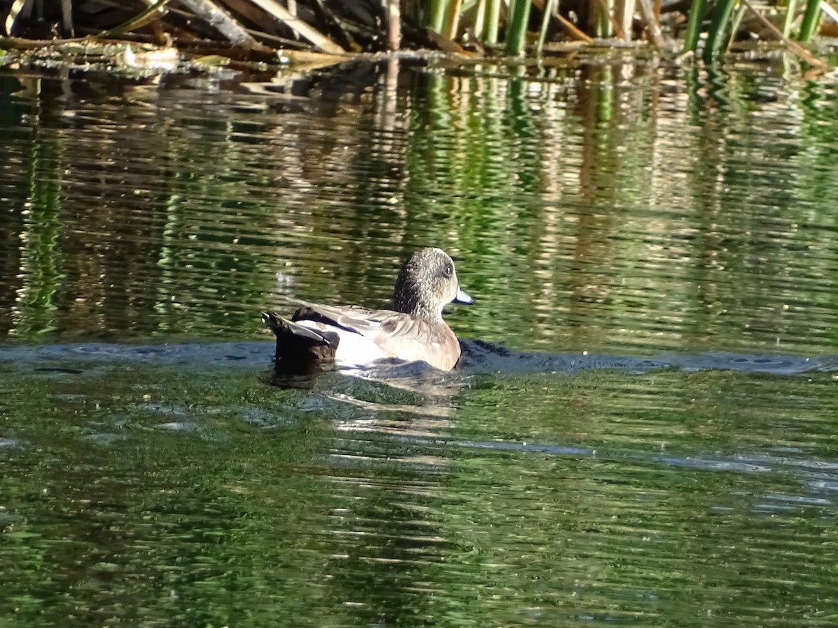 American Wigeon - ML155272041