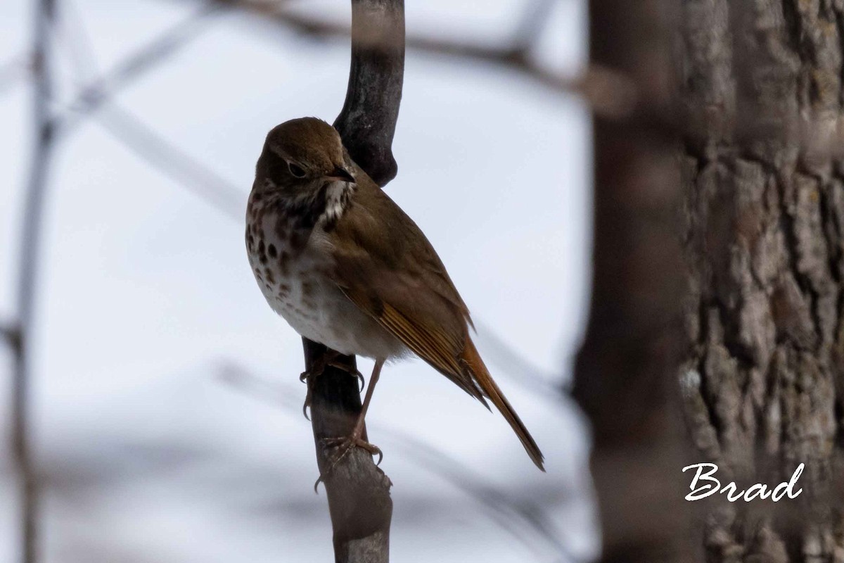 Hermit Thrush - ML155272511