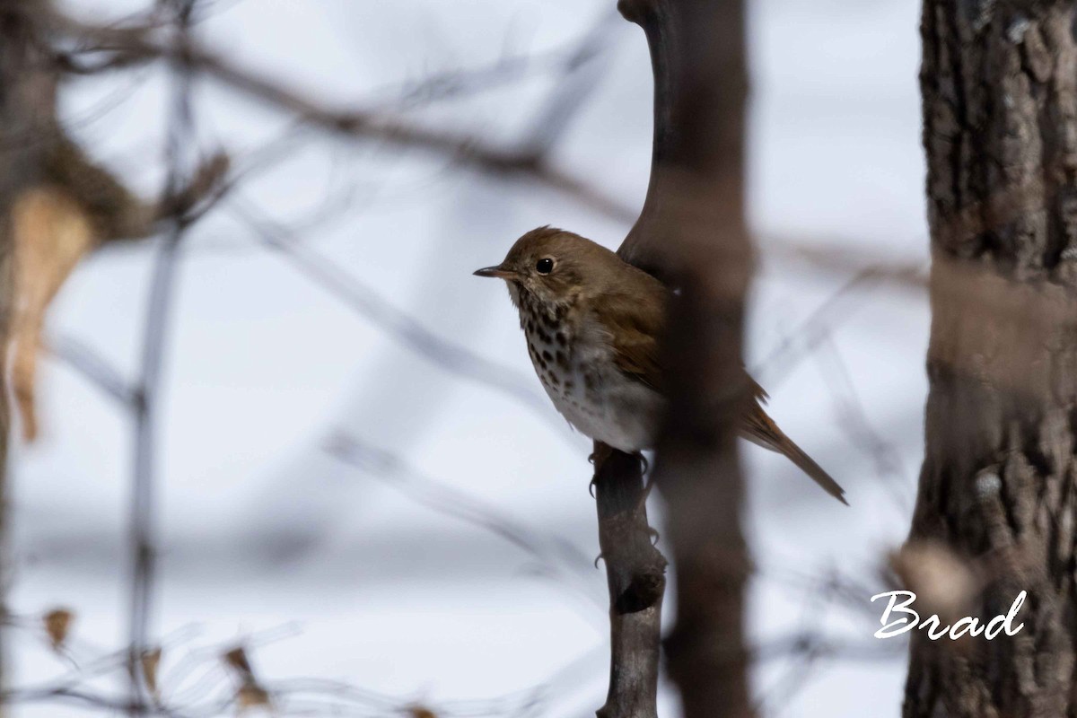 Hermit Thrush - ML155272521