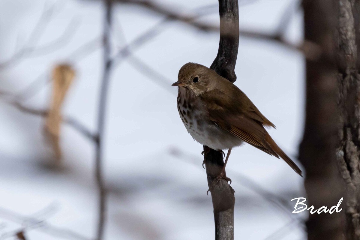 Hermit Thrush - ML155272531