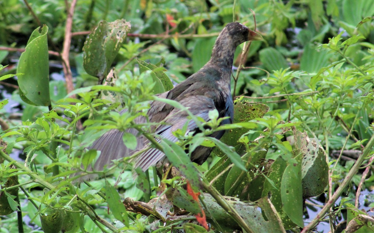 Purple Gallinule - RUBEN DELZO PONCE