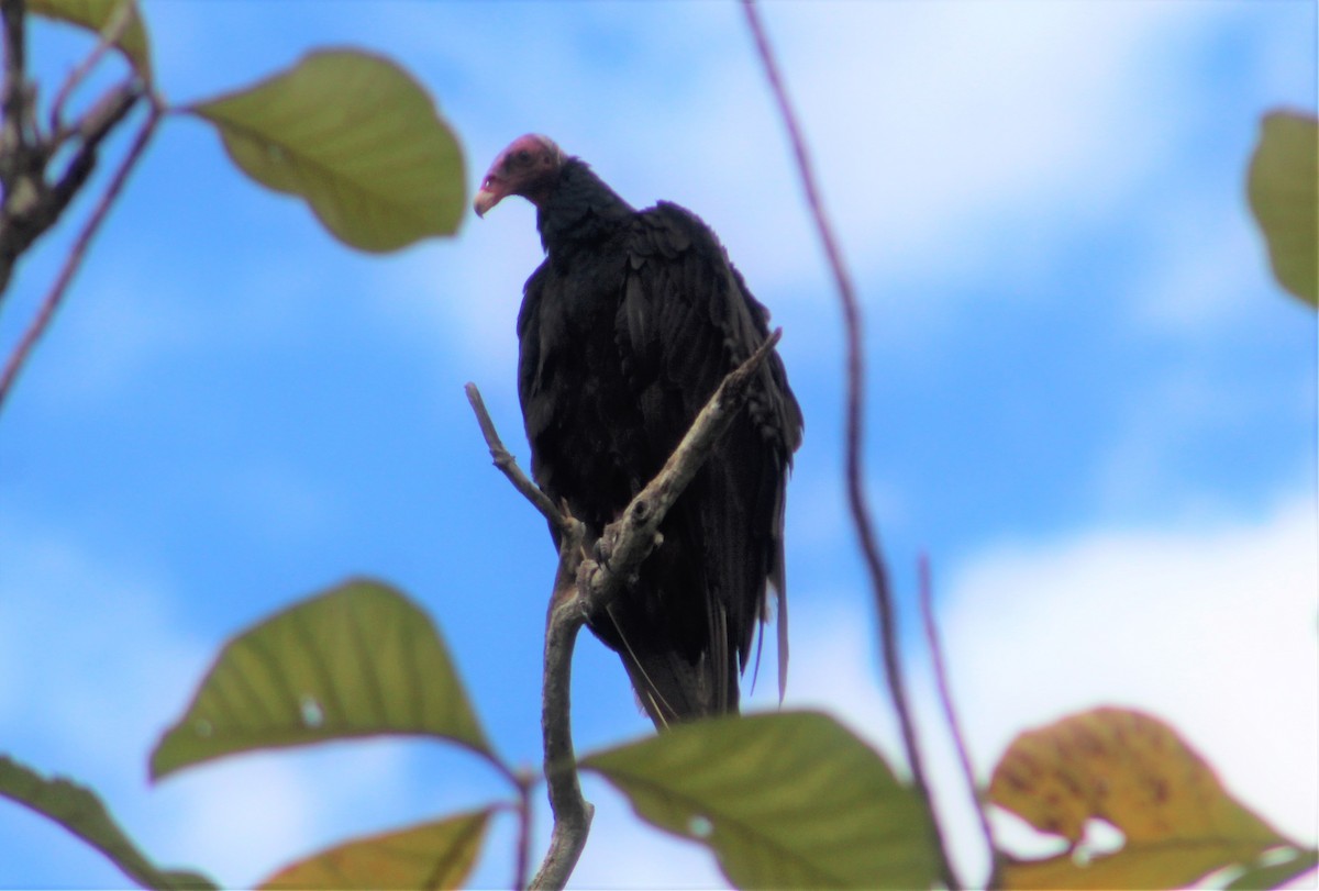 Turkey Vulture - ML155276301