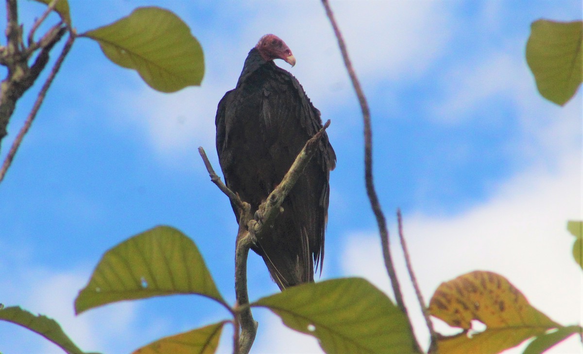 Turkey Vulture - ML155276341