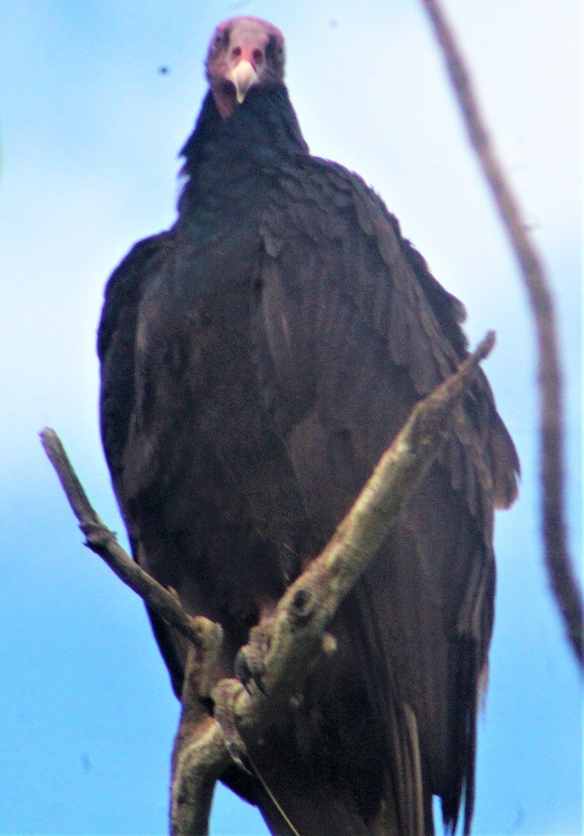 Turkey Vulture - ML155276351
