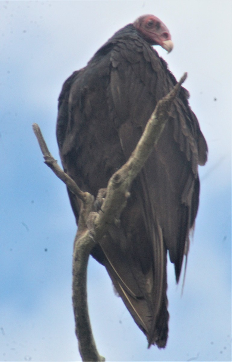 Turkey Vulture - ML155276361