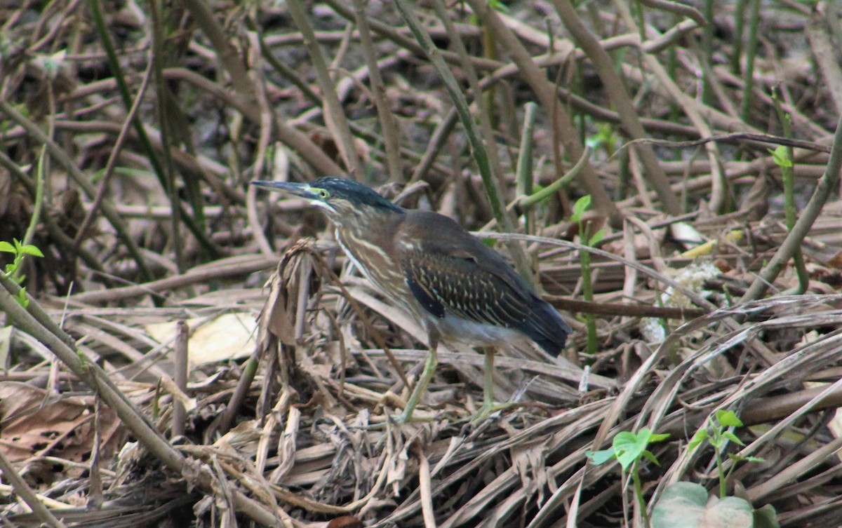 Striated Heron - ML155276471