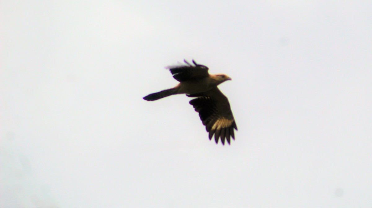 Yellow-headed Caracara - ML155277241