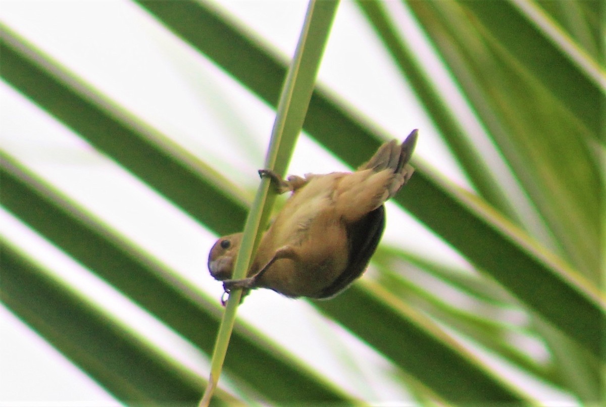 Chestnut-bellied Seedeater - ML155277611