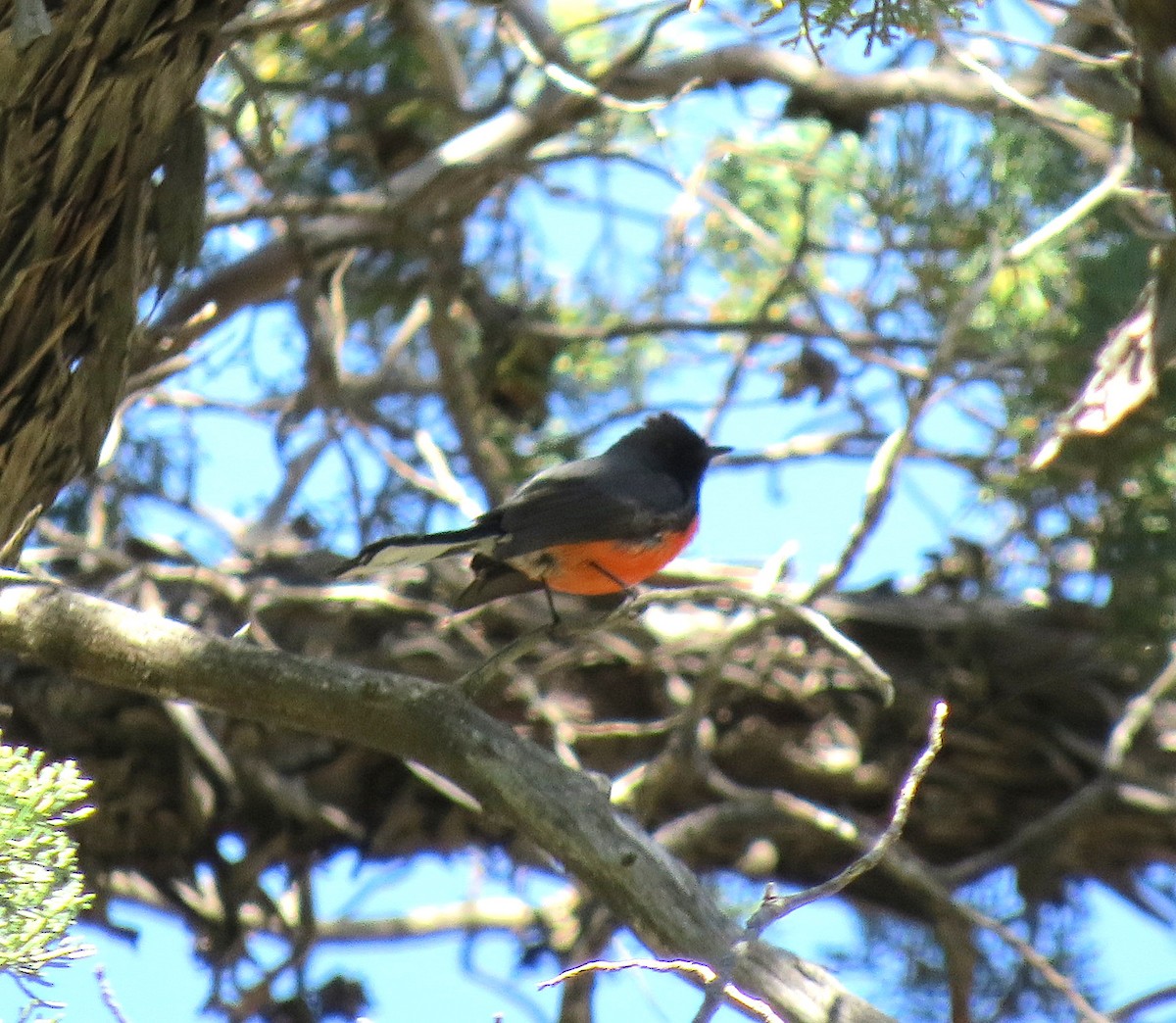 Slate-throated Redstart - ML155279111