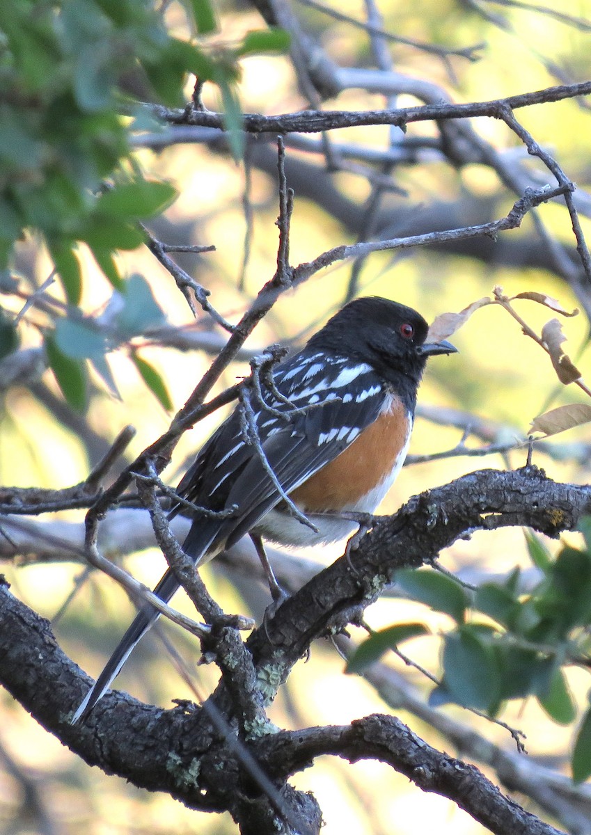 Spotted Towhee - ML155279581