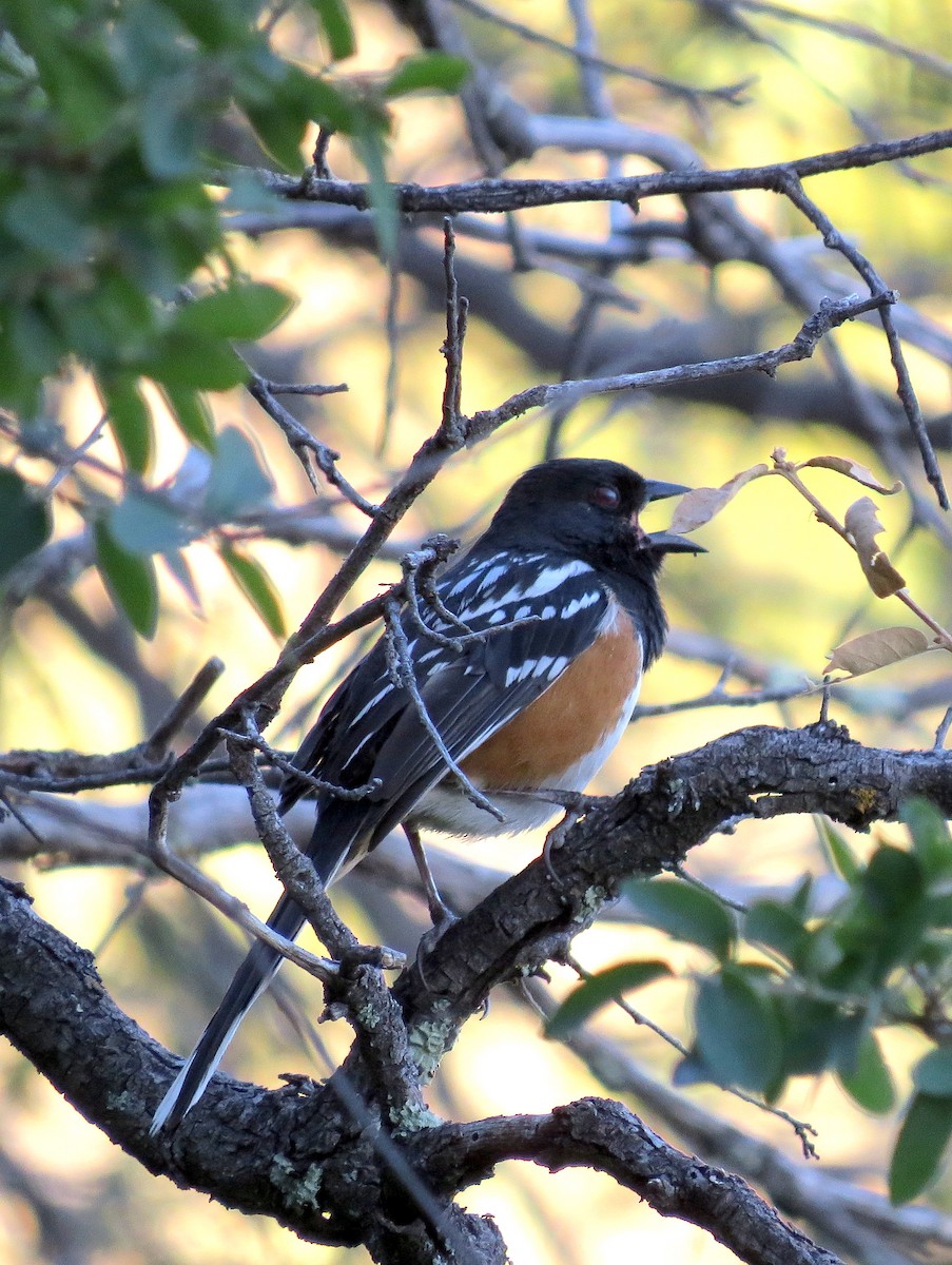 Spotted Towhee - ML155279591