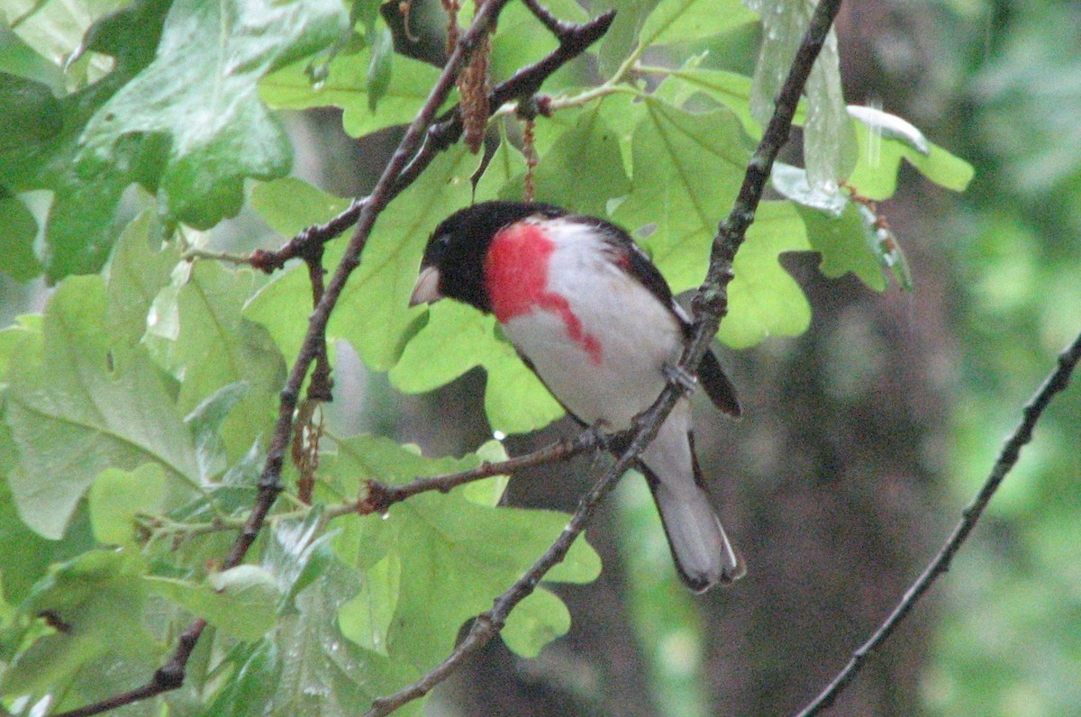 Rose-breasted Grosbeak - ML155280491