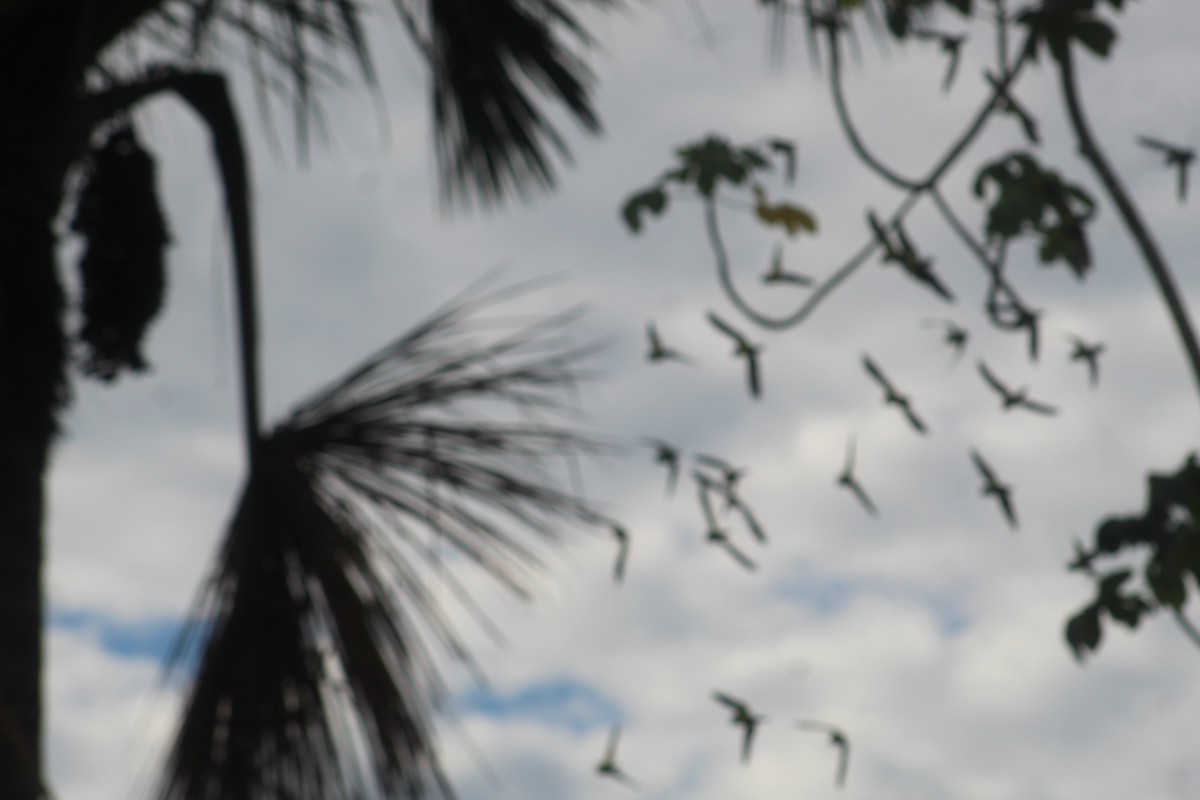 White-winged Parakeet - ML155280561