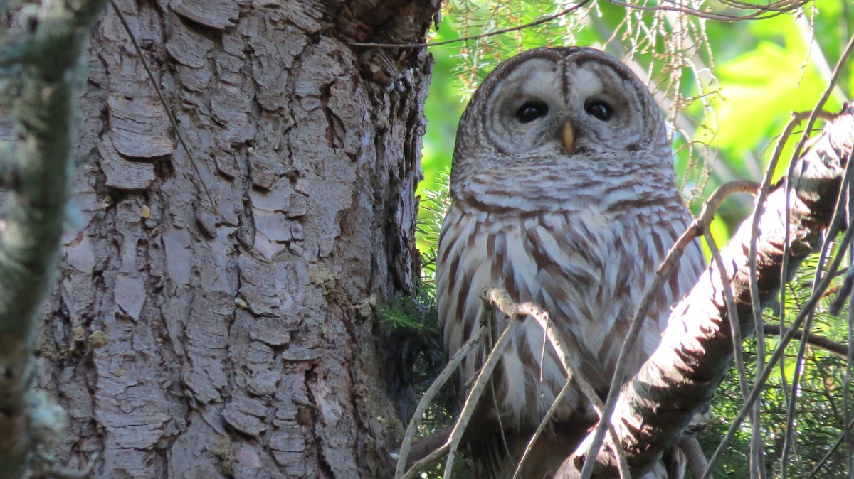 Barred Owl - ML155281041