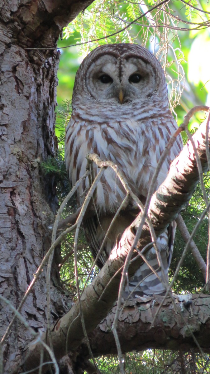 Barred Owl - ML155281081