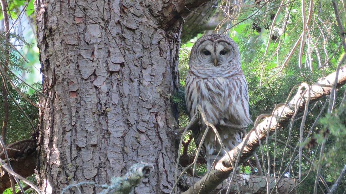 Barred Owl - ML155281171