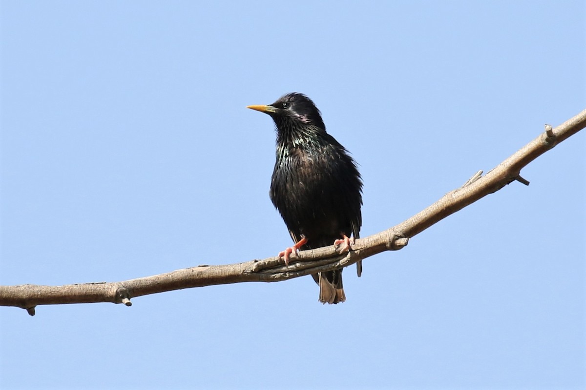 European Starling - Tom Fangrow