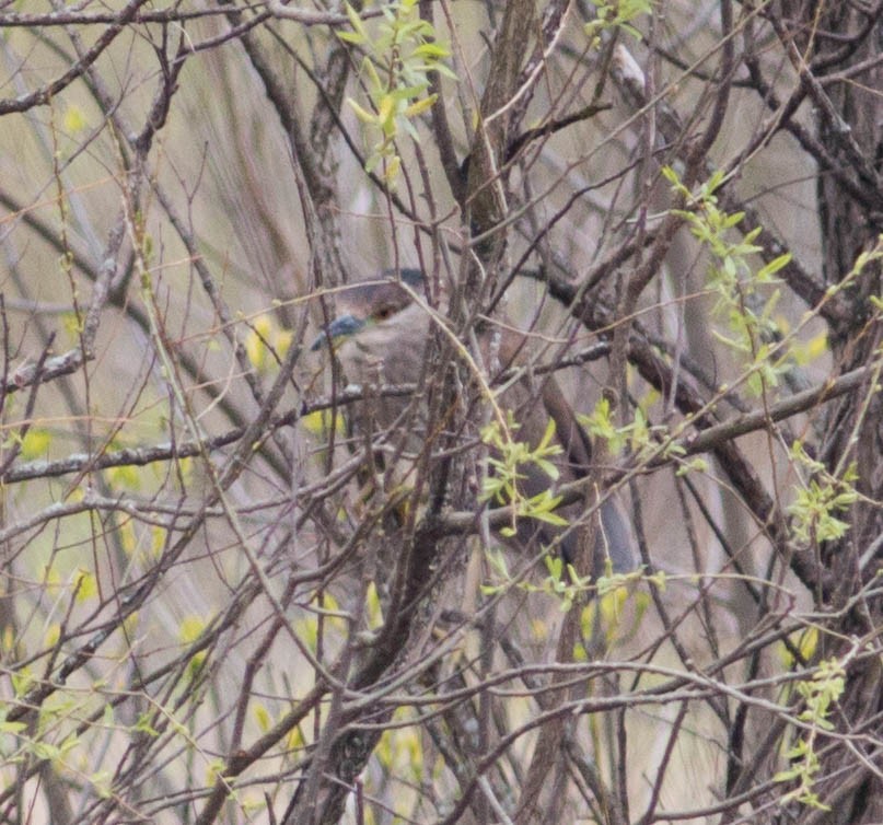 Ногоовор зашин - ML155284521